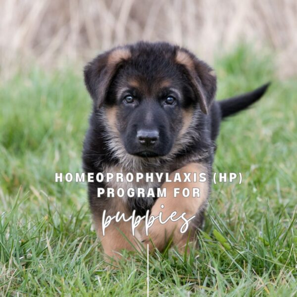 HP for Program for Puppies